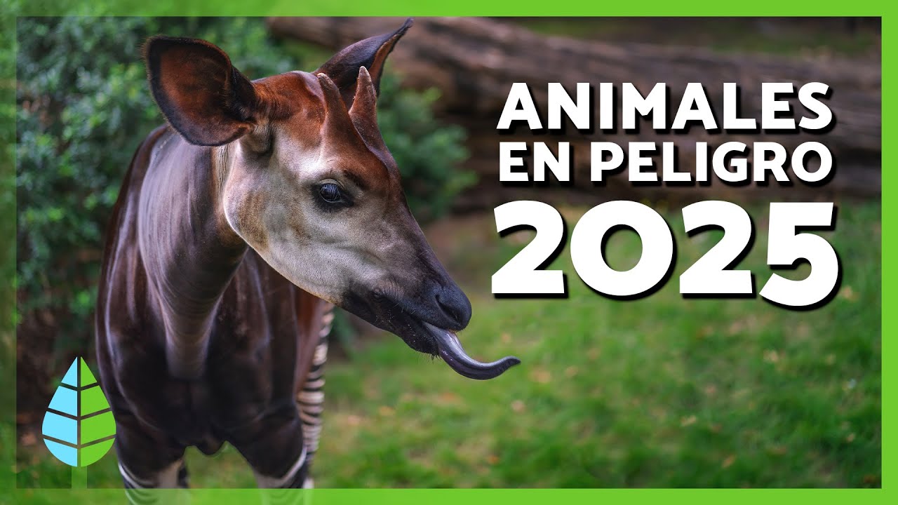 el animal mas bonito del mundo en peligro de extincion