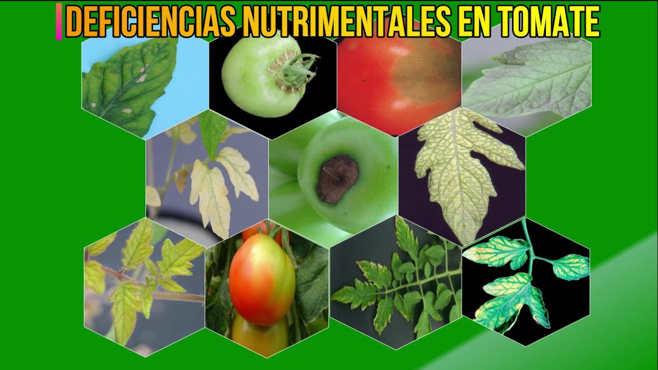 enfermedad de las hojas del tomate