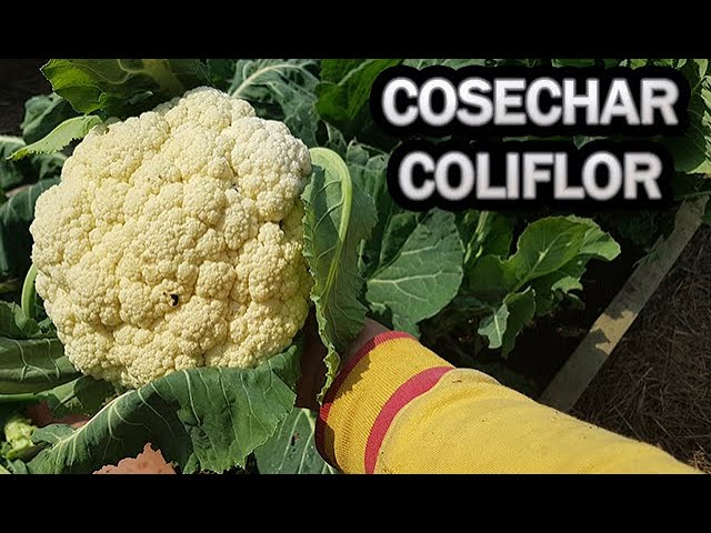 época de siembra y cosecha de la coliflor