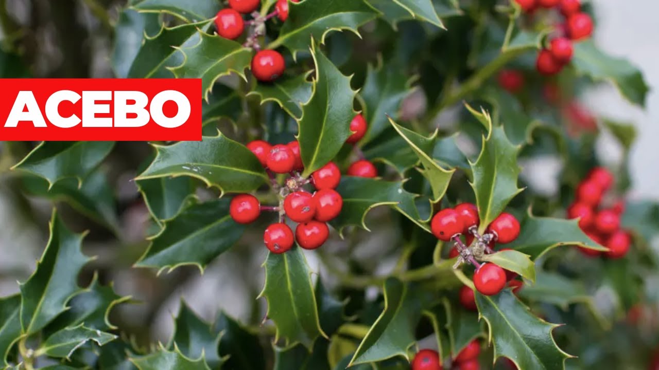 es comestible el fruto del acebo