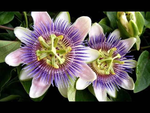 flor de la fruta de la pasión