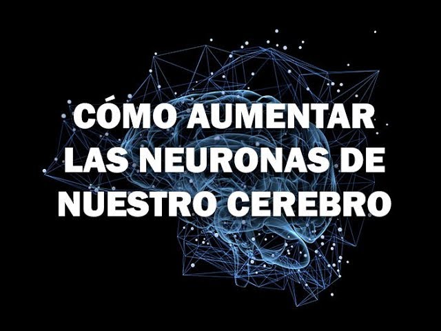 hasta que edad se regeneran las neuronas