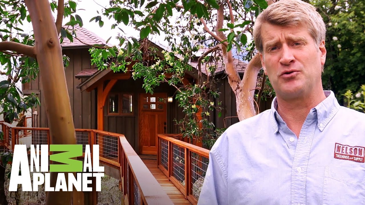 ideas en la casa del arbol