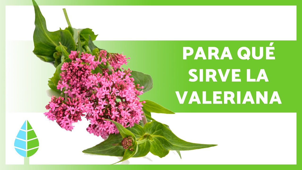 la valeriana es buena para la ansiedad