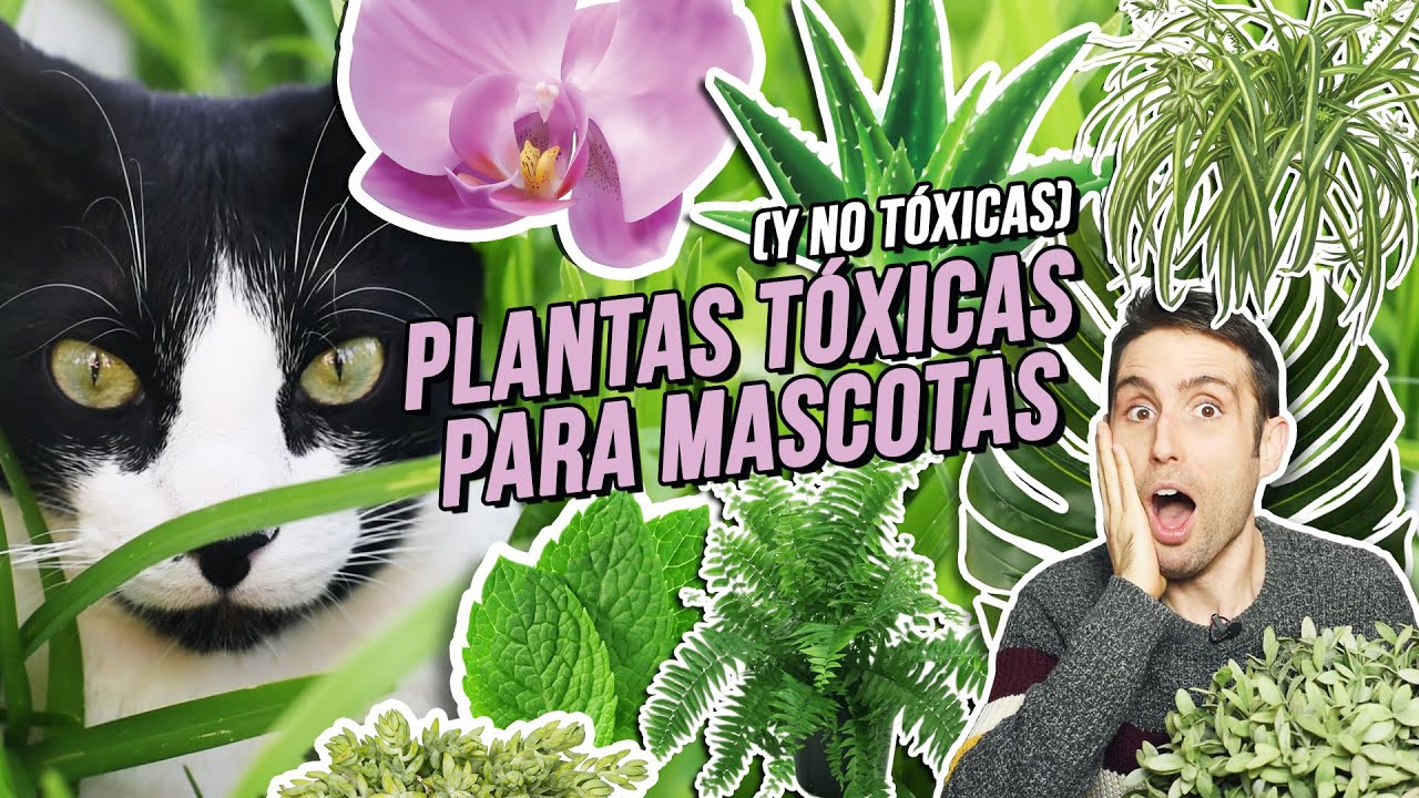 las orquideas son toxicas para los gatos