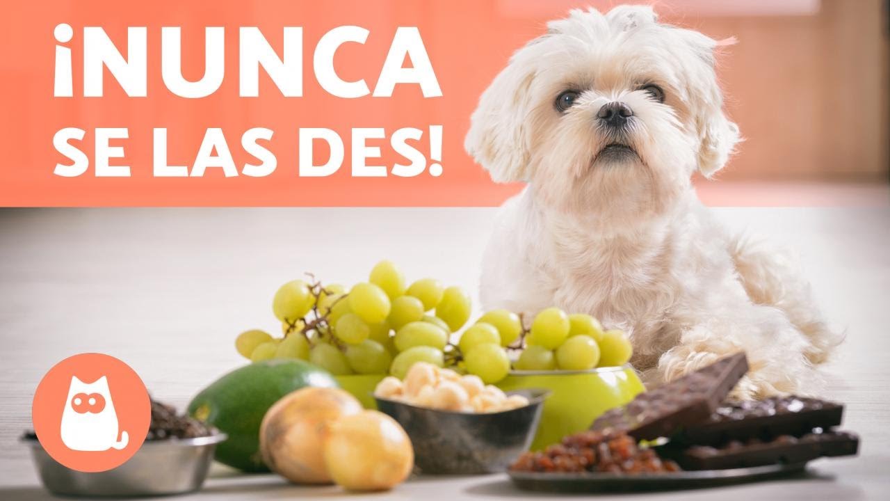 las pipas son buenas para los perros