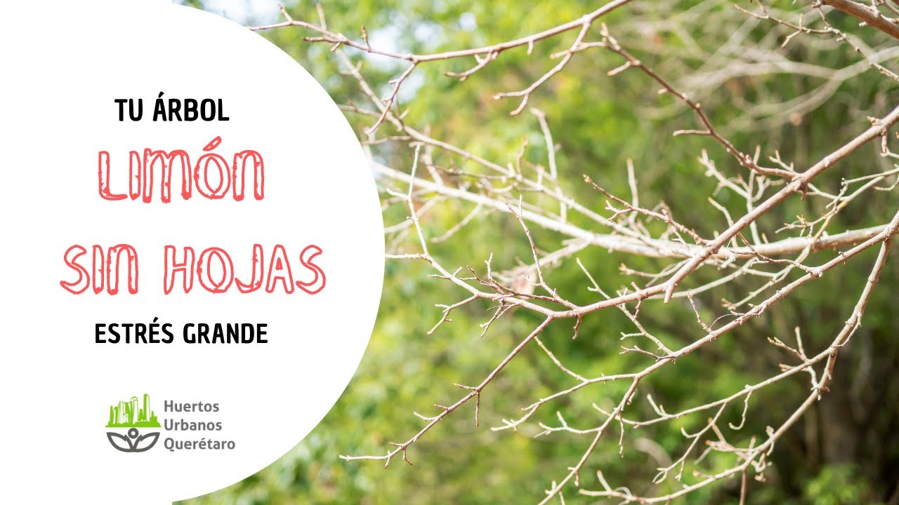 limonero sin hojas y con limones