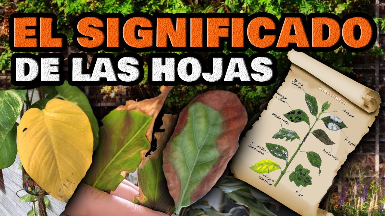 manchas amarillas en las hojas de las plantas