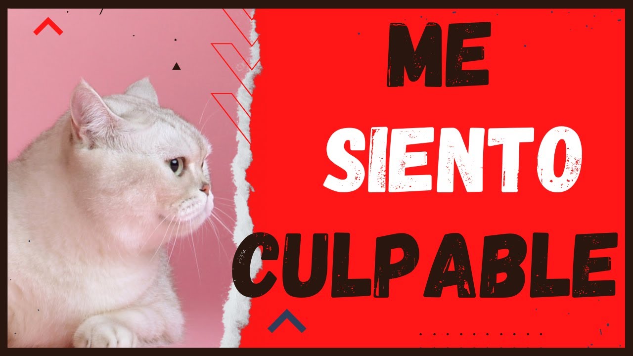 me siento culpable por la muerte de mi gato