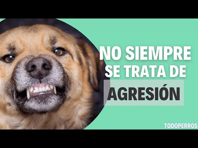 mi perro me enseña los dientes