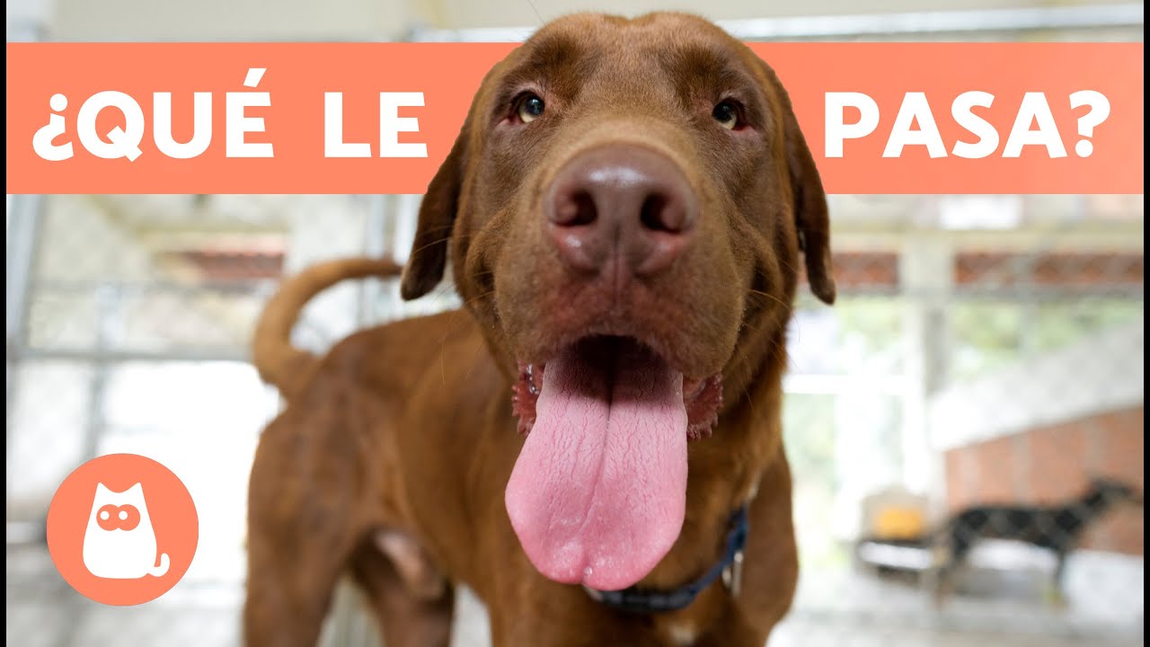 mi perro saca la lengua con la boca cerrada