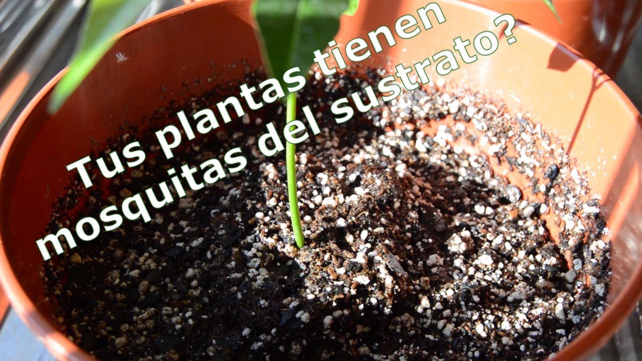 mosquitos en la tierra de las plantas