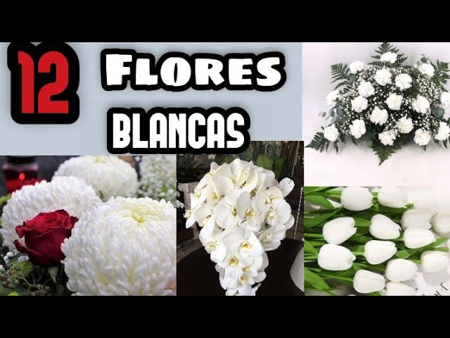nombres de flores blancas para boda