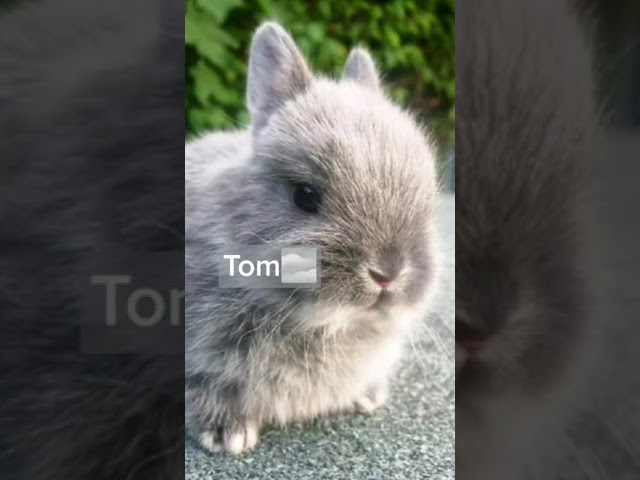 nombres para conejos según su color