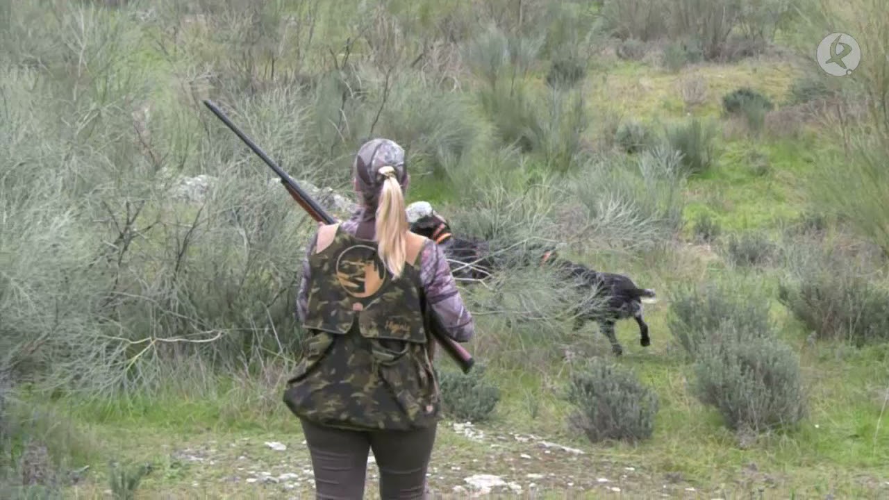 perro de muestra alemán de pelo largo