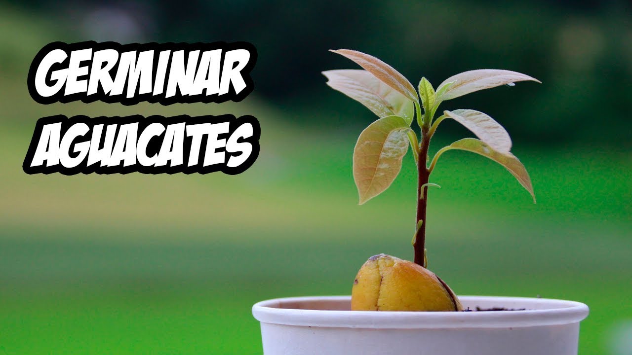 plantar hueso de aguacate en tierra