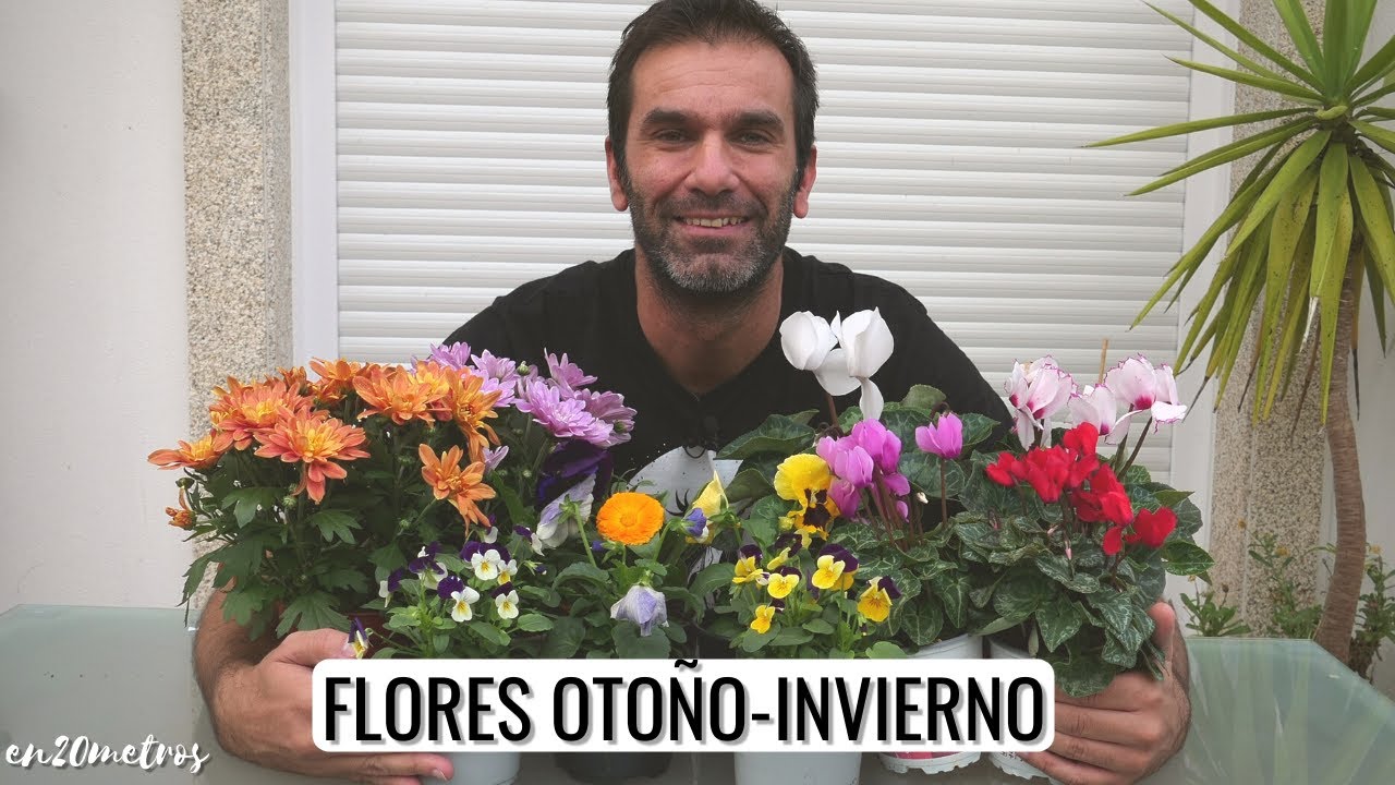 plantas de invierno con flor para exterior