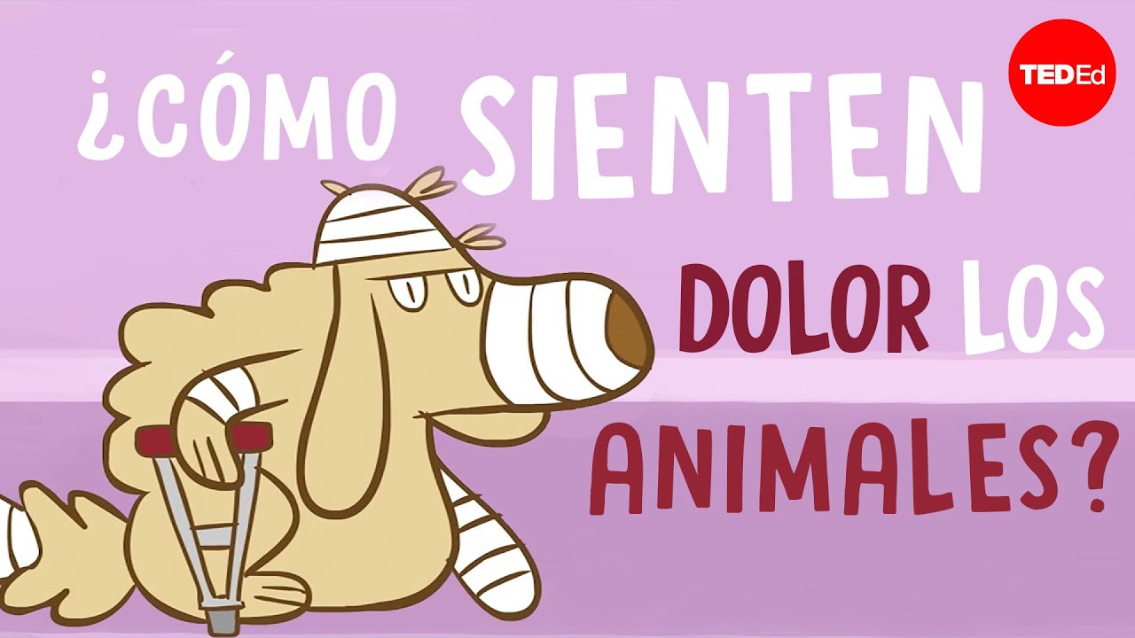 porque me afecta tanto el sufrimiento animal
