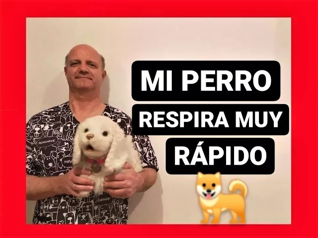 porque mi perro respira rapido cuando duerme
