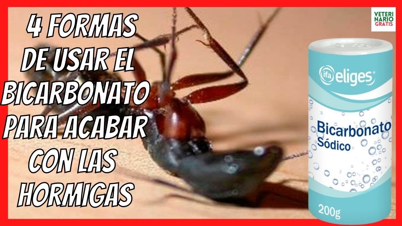 que es bueno para las hormigas