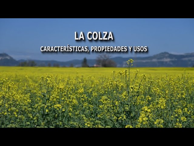 que es la colza y para que sirve