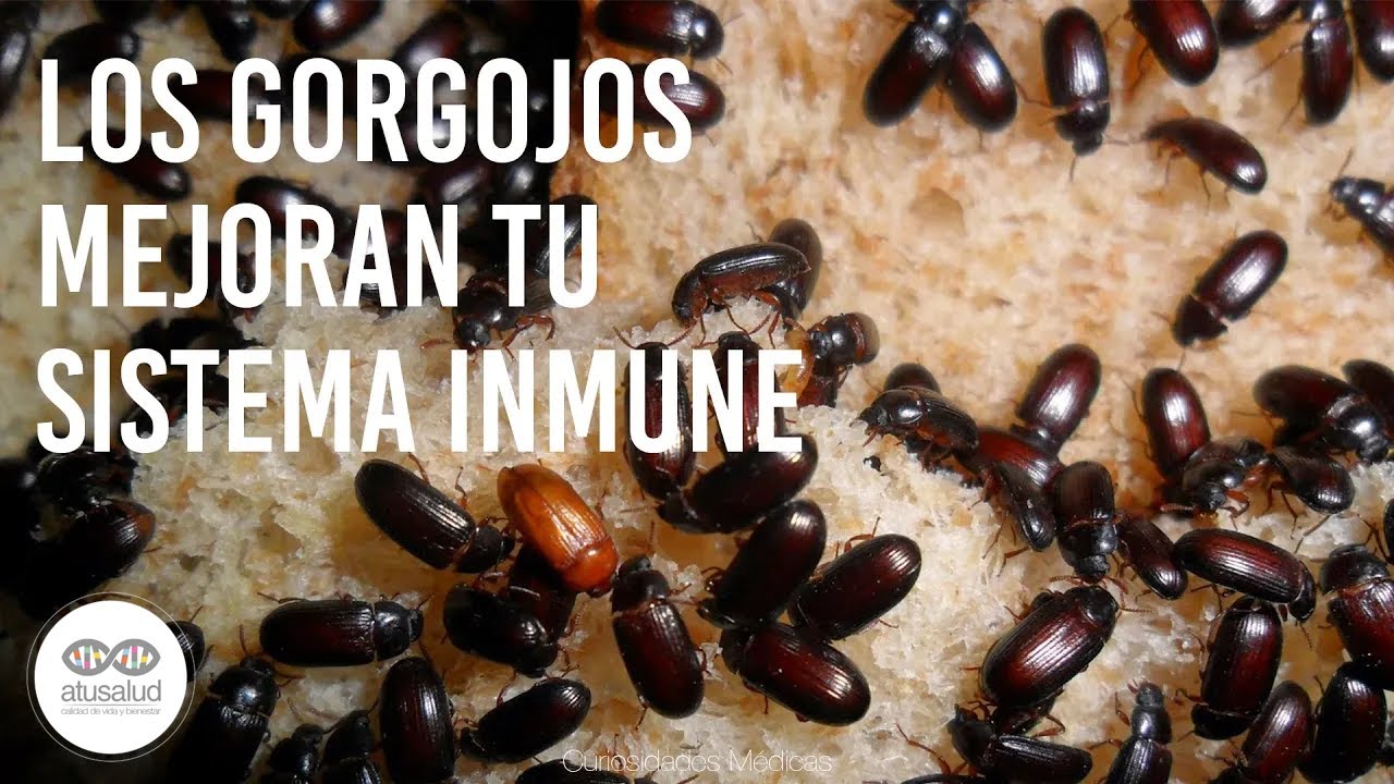 que pasa si como harina con gorgojos