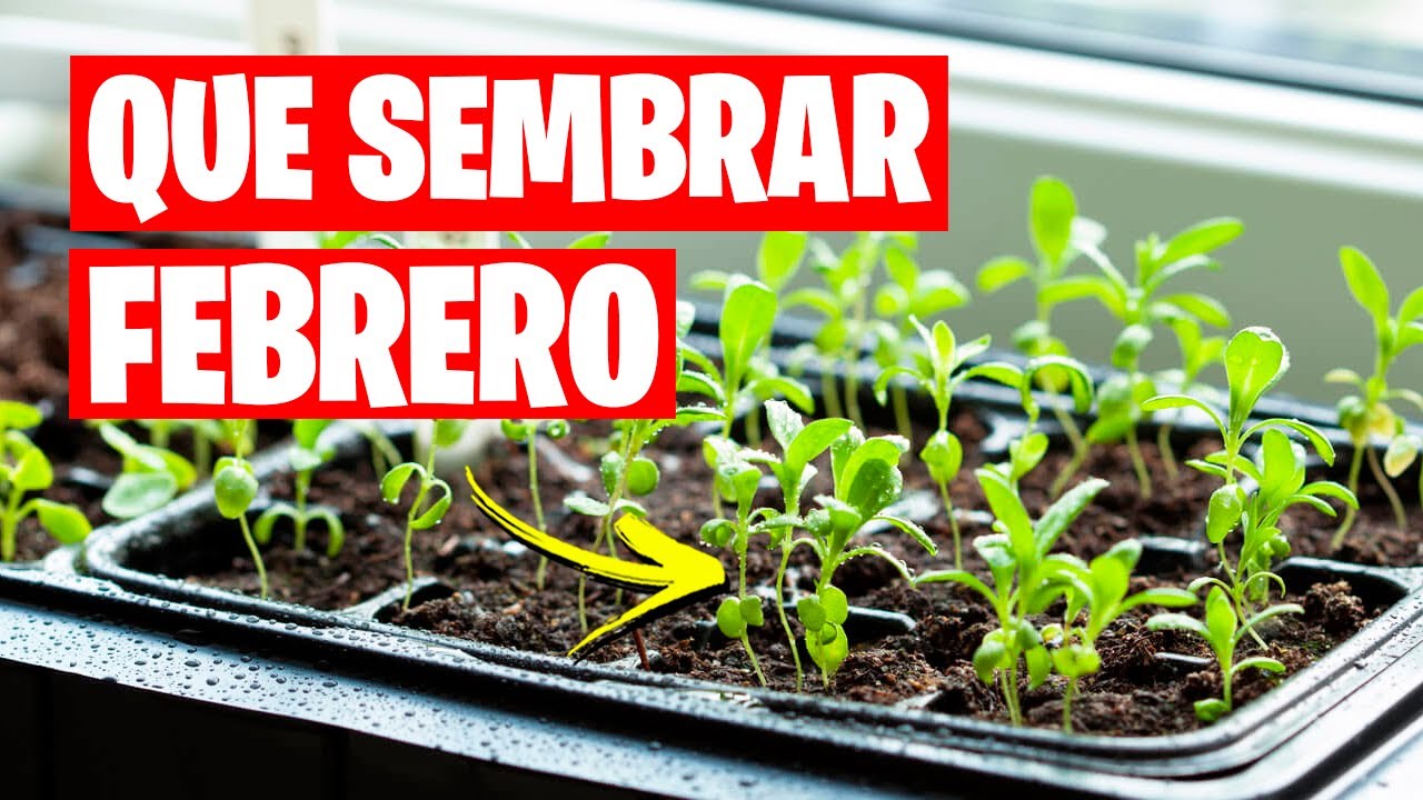 que plantar en febrero en galicia