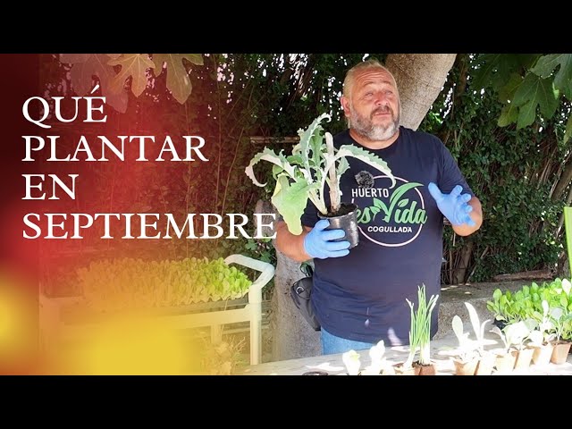 que plantar en septiembre en valencia