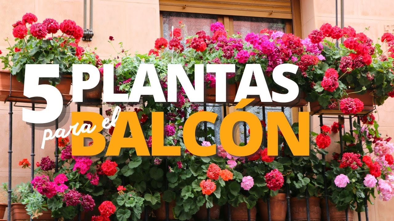 que plantas poner en el balcon