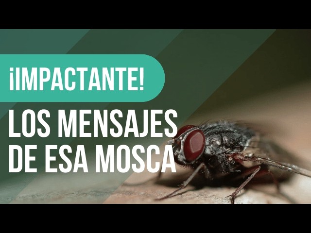 que significa cuando aparece una mosca grande