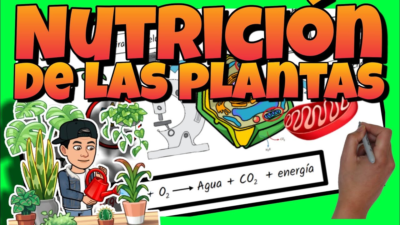 que tipo de nutricion tienen las plantas