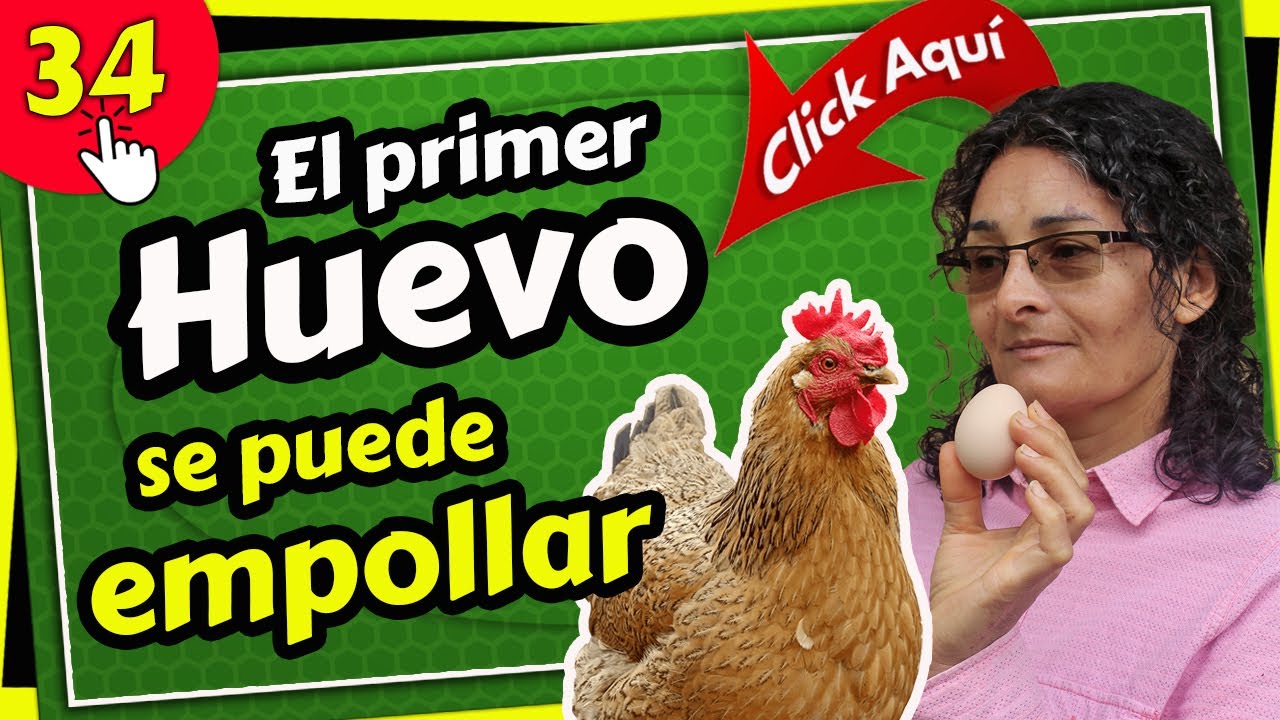 se puede comer el primer huevo de una gallina