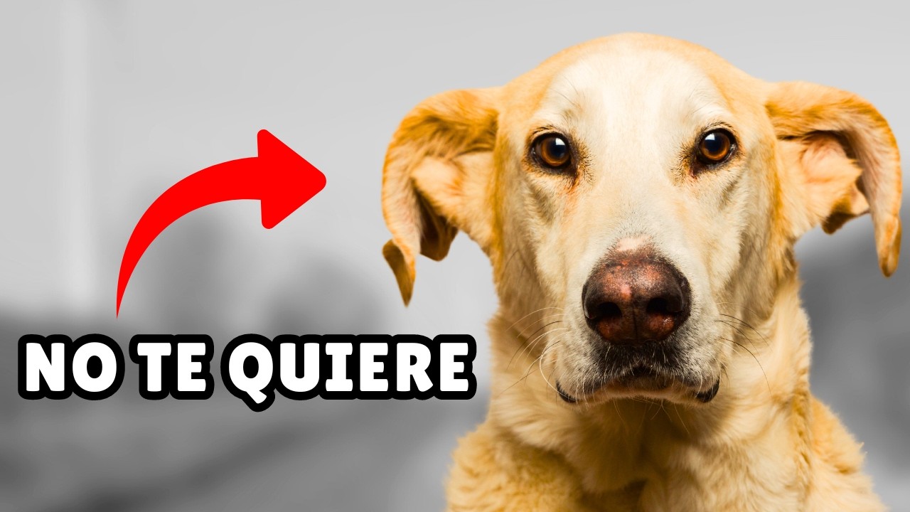 señales de que tu perro no te quiere