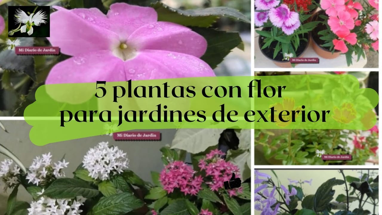sol directo plantas de exterior con flor todo el año