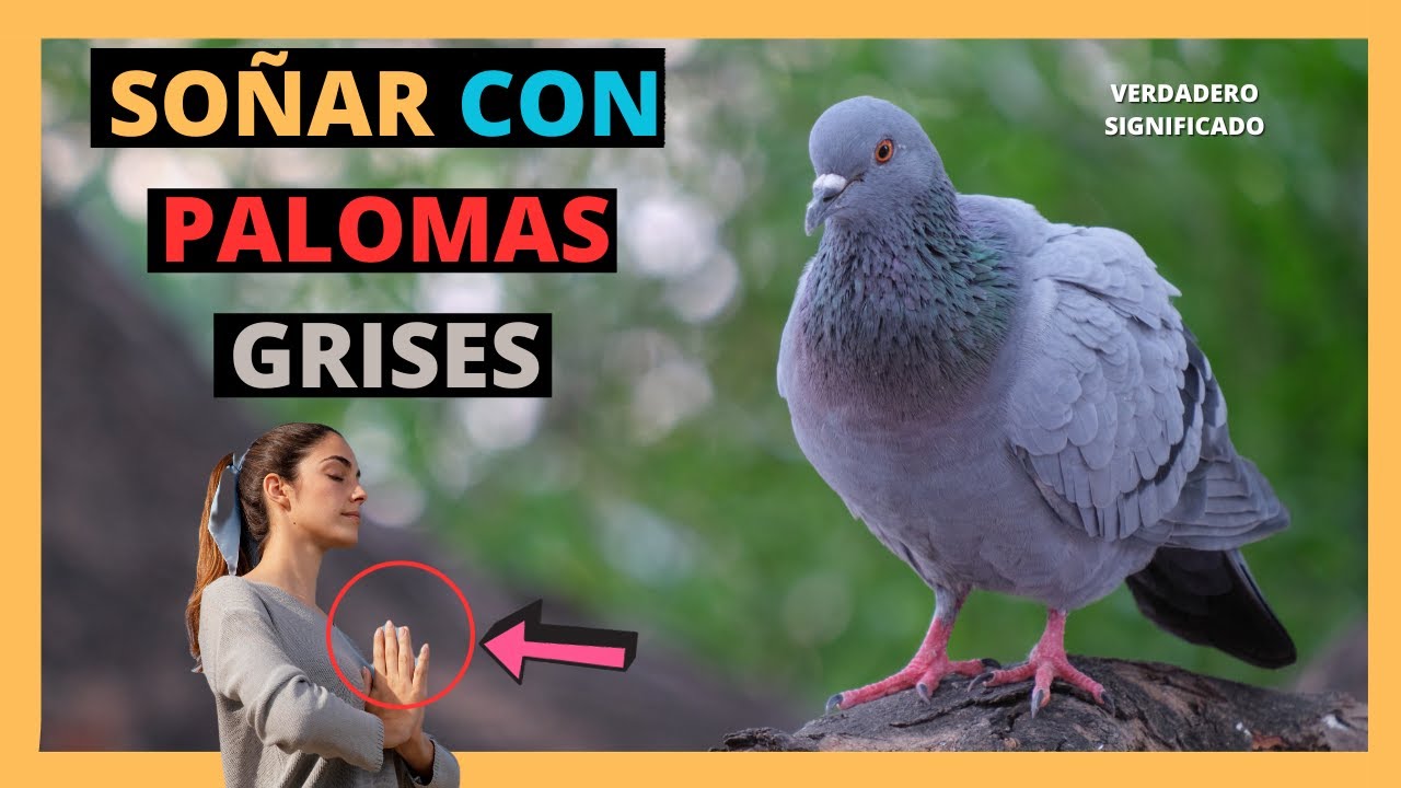 soñar con una paloma gris significado