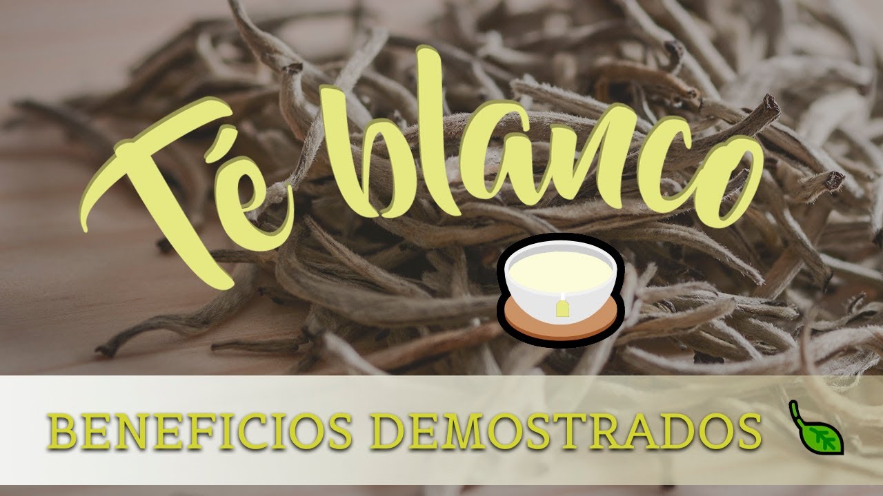 te blanco propiedades beneficios y contraindicaciones