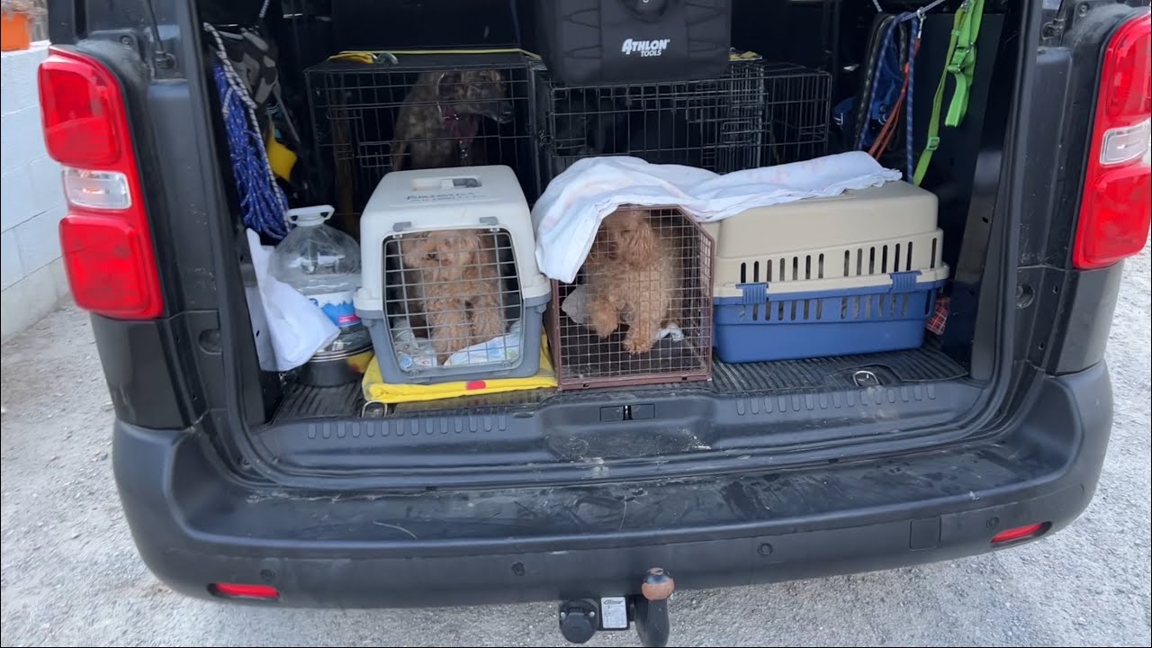 trabajar en refugio de animales barcelona