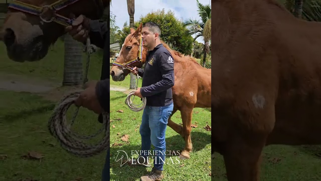 un caballo de 20 años es viejo