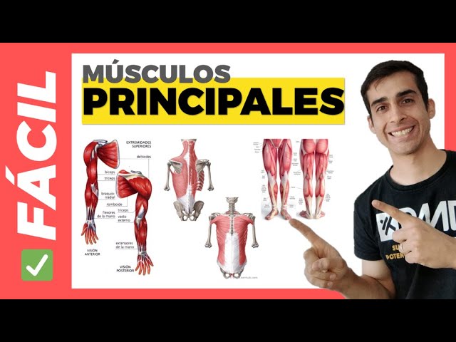 10 principales musculos del cuerpo humano
