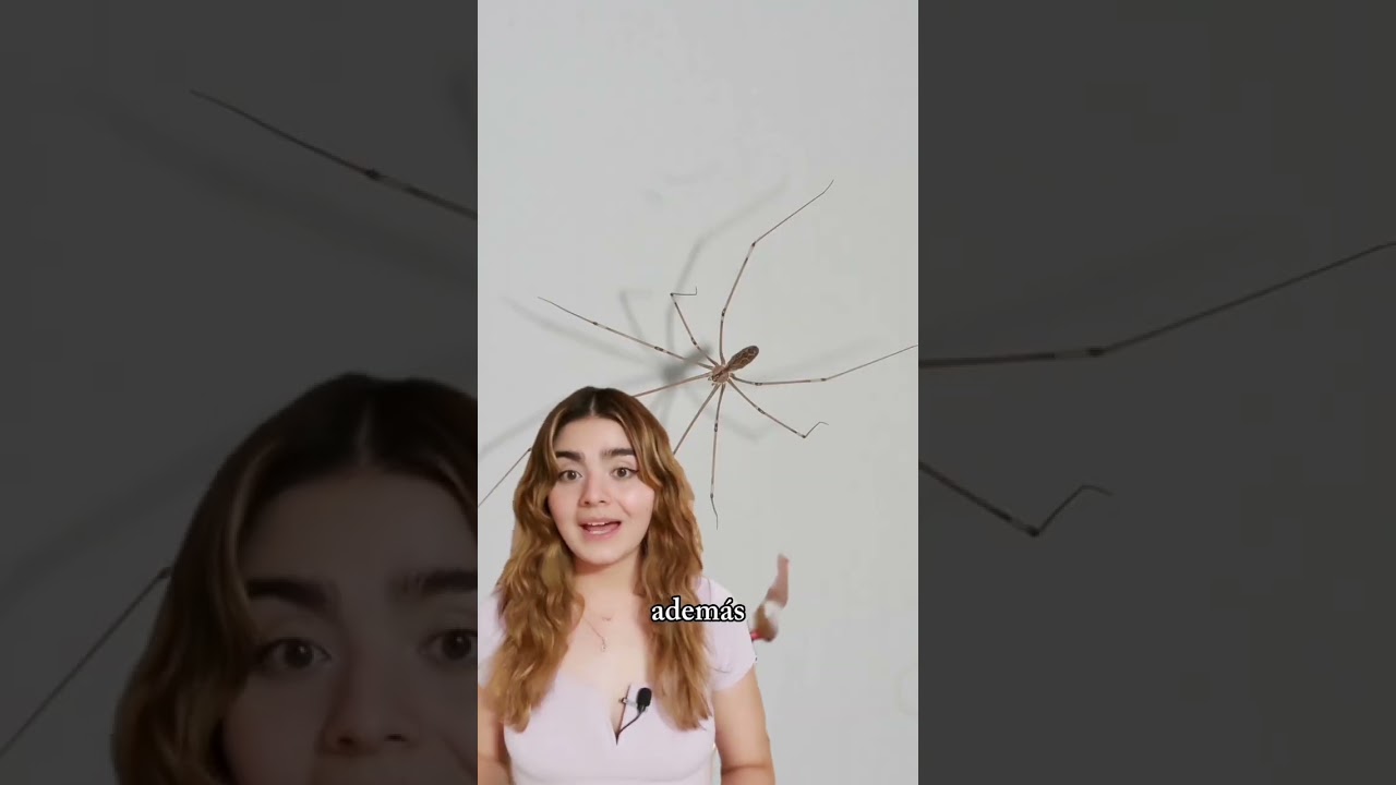 araña de patas largas en casa