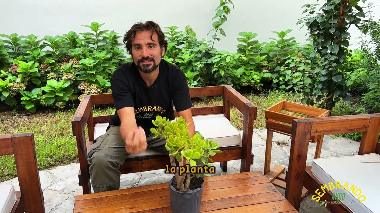 arbol de jade interior o exterior