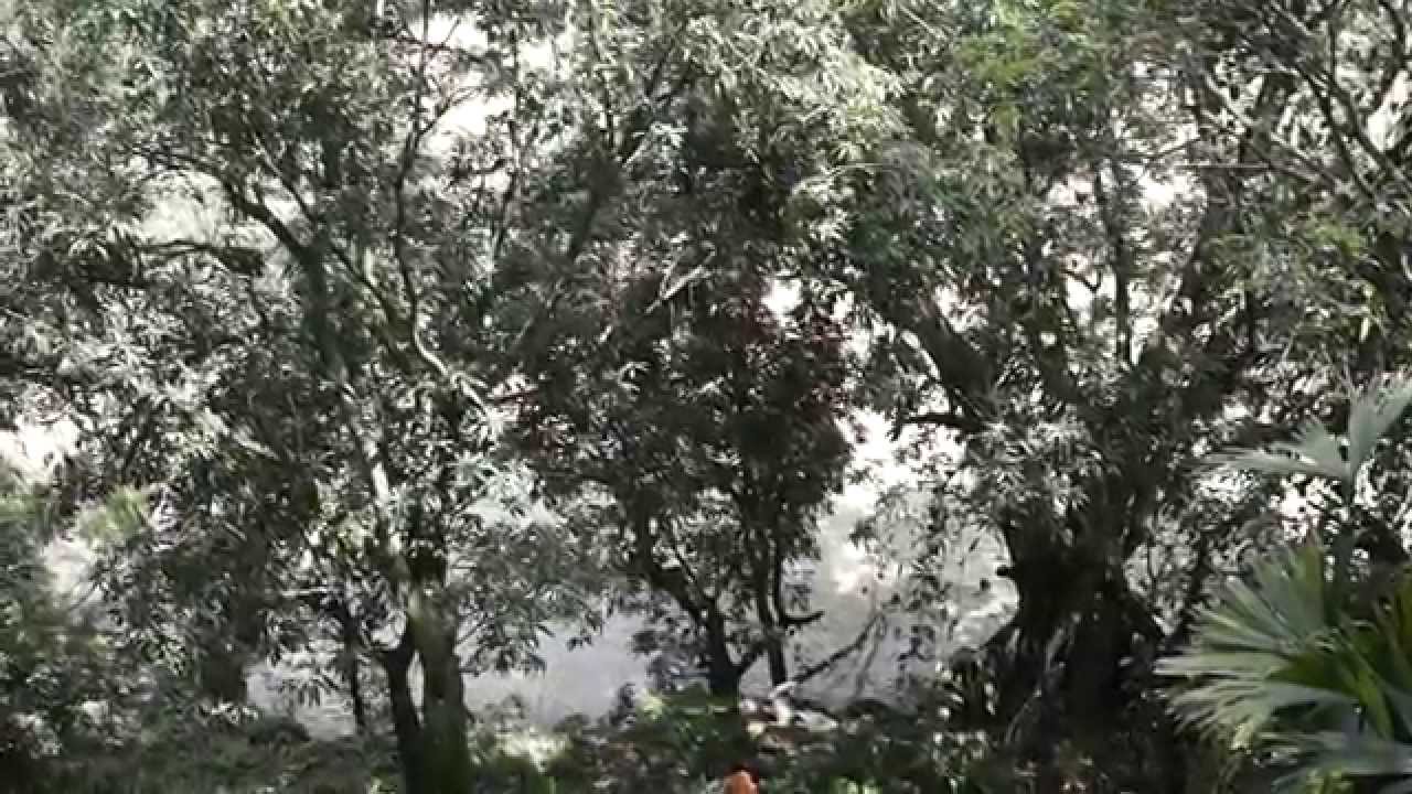 árboles que crecen junto al río