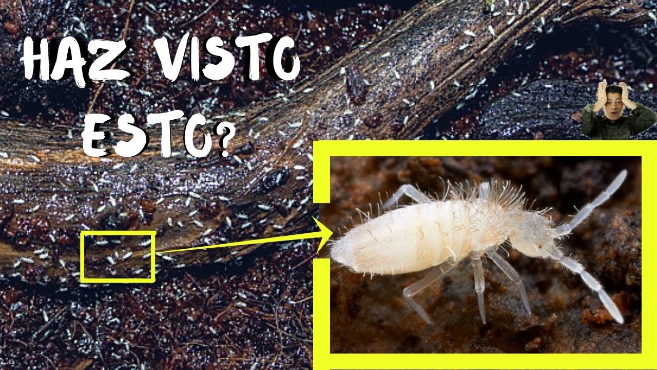 bichitos en la tierra de las orquídeas