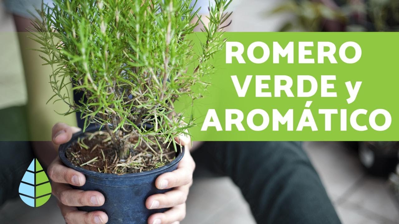 cada cuanto se riega el romero