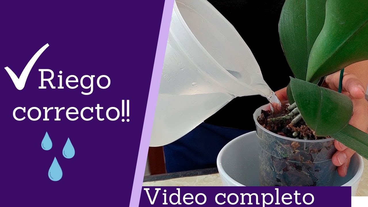 cada cuanto tiempo se riegan las orquideas
