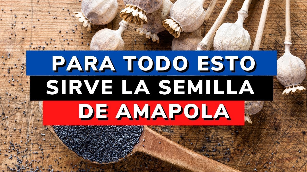 como consumir las semillas de amapola