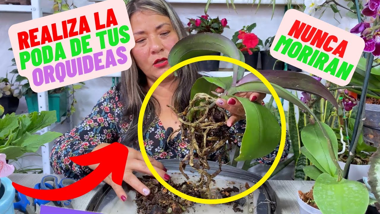 como podar una orquídea para que florezca