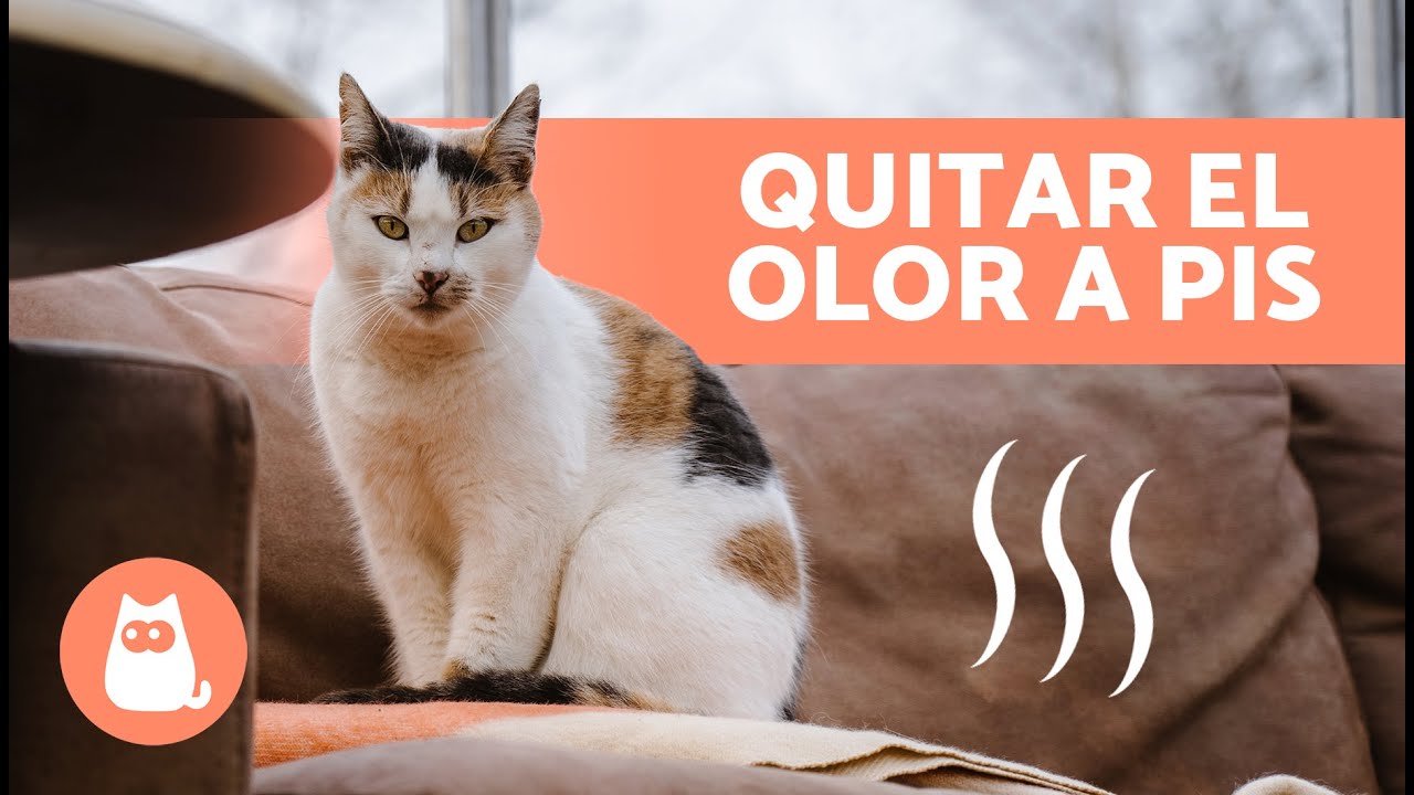 como quitar el olor a orine de gato