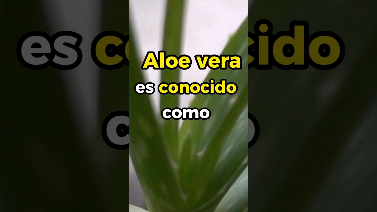 como usar aloe vera como antiinflamatorio