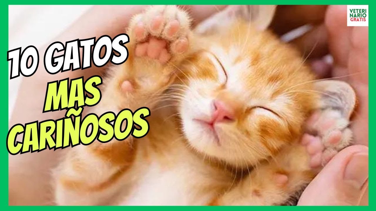 cuales son los gatos mas cariñosos